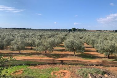Olive grove for sale Mallorca Picual