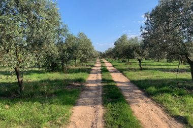 Olive grove for sale